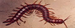 Lacraia: invertebrado pertencente ao Filo Arthoropoda.
