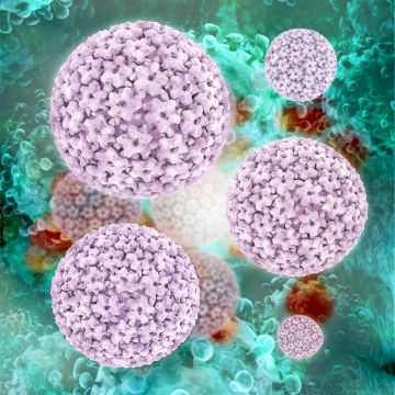 O HPV é o vírus responsável pelo desenvolvimento do condiloma acuminado