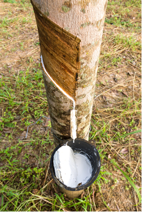 O látex (borracha natural) é extraído da seringueira (Hevea brasiliensis)