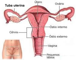 O sistema genital feminino é composto por órgãos localizados no exterior e no interior do corpo da mulher