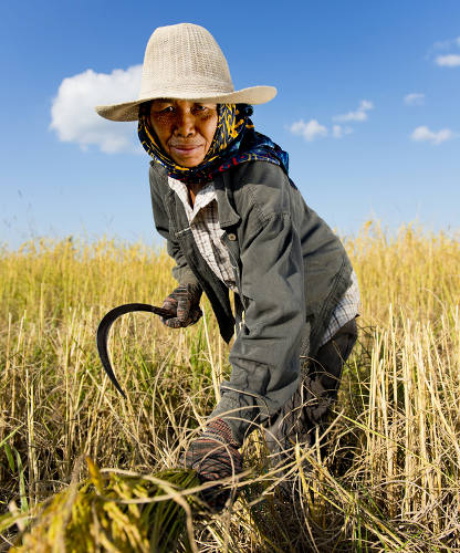 A agricultura extensiva é um sistema agrícola que utiliza grande quantidade de mão de obra