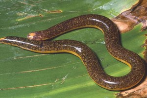 Rhinatrema bivittatum: única cobra-cega brasileira da Família Rhinatrematidae