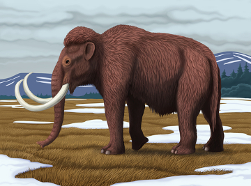 Os mamutes surgiram e extinguiram-se na Era Cenozoica