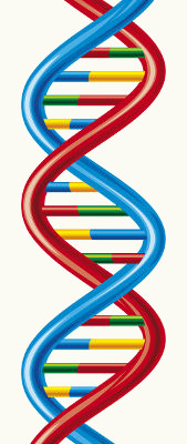  O DNA é responsável pela hereditariedade