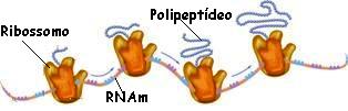 Observe que o ribossomo desliza sobre o RNAm, traduzindo suas informações em cadeias polipeptídicas