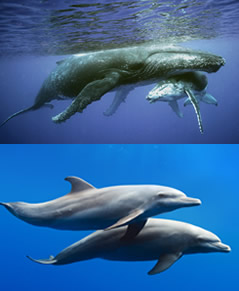 As baleias e os golfinhos são mamíferos aquáticos pertencentes ao grupo dos cetáceos