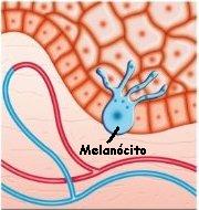 O melanócito é a célula responsável pela produção de melanina