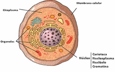 É no interior do núcleo que se encontram os cromossomos responsáveis pelas características hereditárias dos organismos