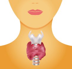 O hipertireoidismo é causado pelo aumento na síntese de hormônios da glândula tireoide