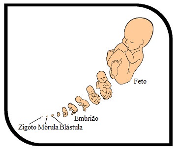 Várias etapas ocorrem até a formação completa do embrião