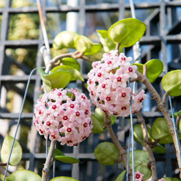 A flor-de-cera (Hoya carnosa) é um exemplo de planta CAM