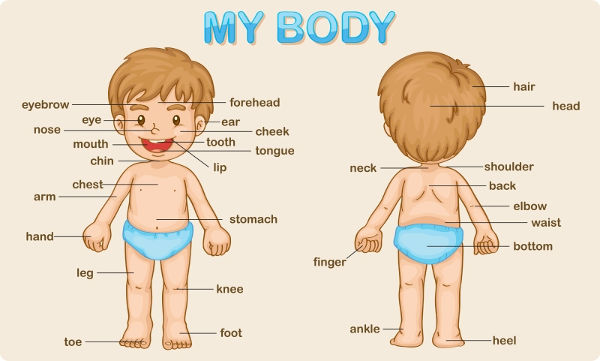 Head, shoulders, knees and toes! Partes do corpo em inglês
