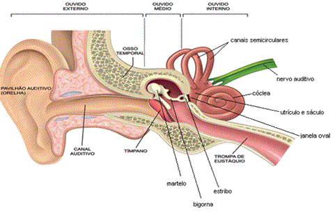 O ouvido humano