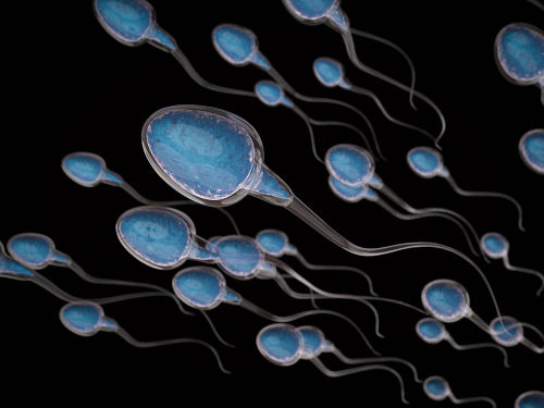 Os espermatozoides são formados no processo de espermatogênese