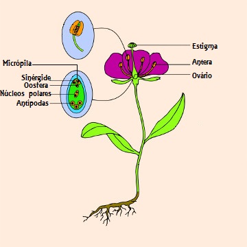 Representação esquemática de uma angiosperma com detalhe da antera e do óvulo