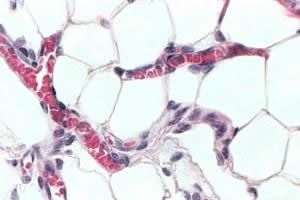 Adipócitos: células do tecido adiposo.