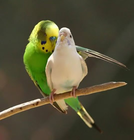 Algumas espécies de aves apresentam dimorfismo sexual