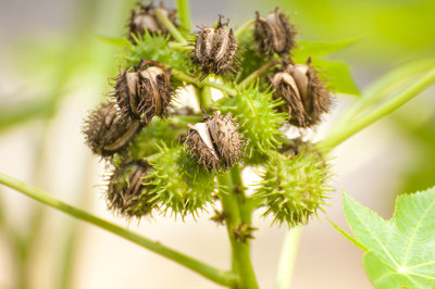A mamona é um exemplo de planta invasora encontrada no Brasil