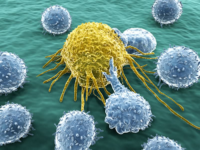Os linfócitos T matadores detectam e destroem células anormais