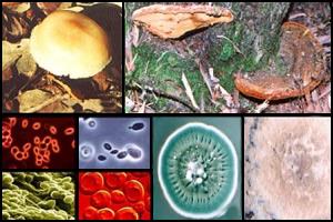 Fungos podem ser uni ou multicelulares.