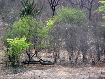 Caatinga: vegetação típica do Nordeste do Brasil