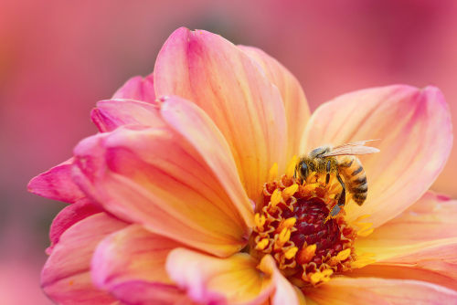 A abelha destaca-se entre os animais como a principal polinizadora