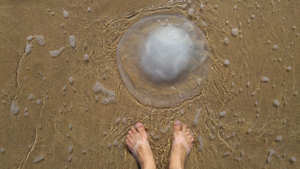 Fique atento: águas-vivas podem ser encontradas na areia da praia.