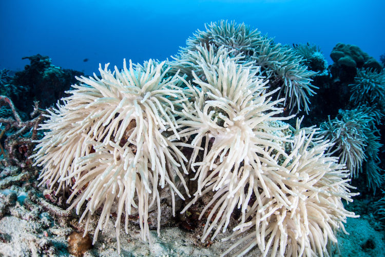 O branqueamento de corais é um fenômeno relacionado com o aumento da temperatura.