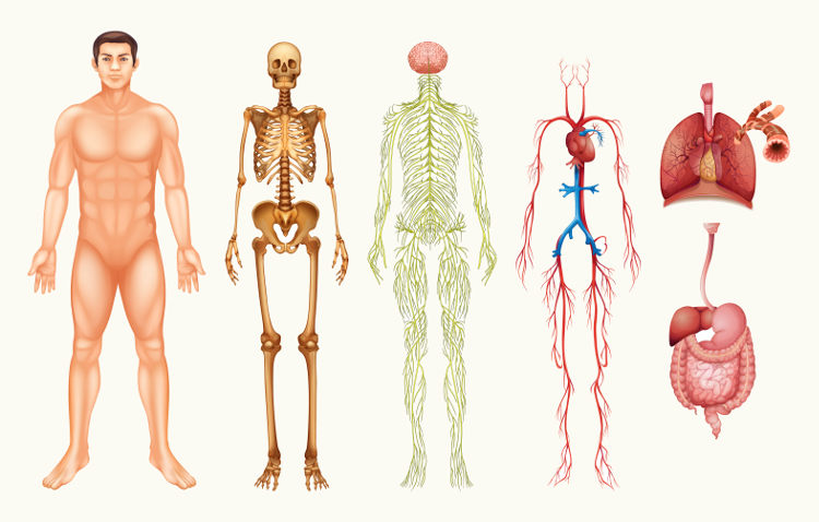 O corpo humano é formado por uma série de importantes sistemas e é, por isso, bastante complexo.