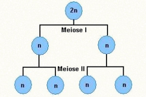 Representação esquemática básica da meiose.