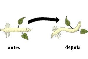 A raiz tende a crescer no sentido da gravidade (geotropismopositivo) e o caule, contra esta força (geotropismo negativo).